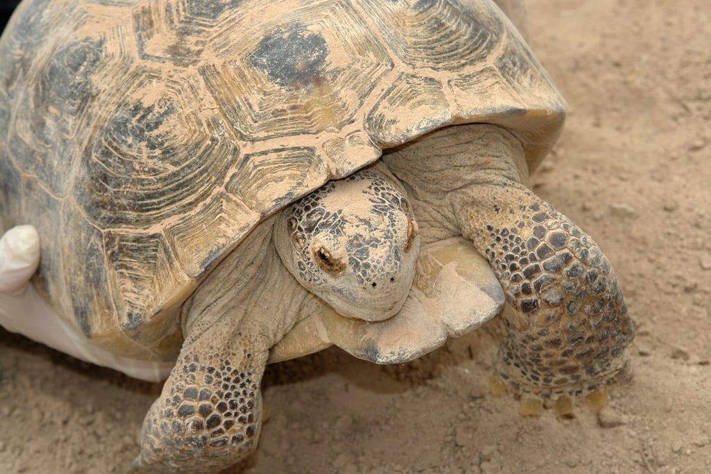 Invitan a concurso sobre el Desierto Chihuahuense