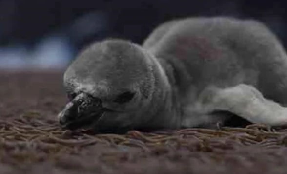 Buscan nombre para pingüino bebé que nació en Veracruz