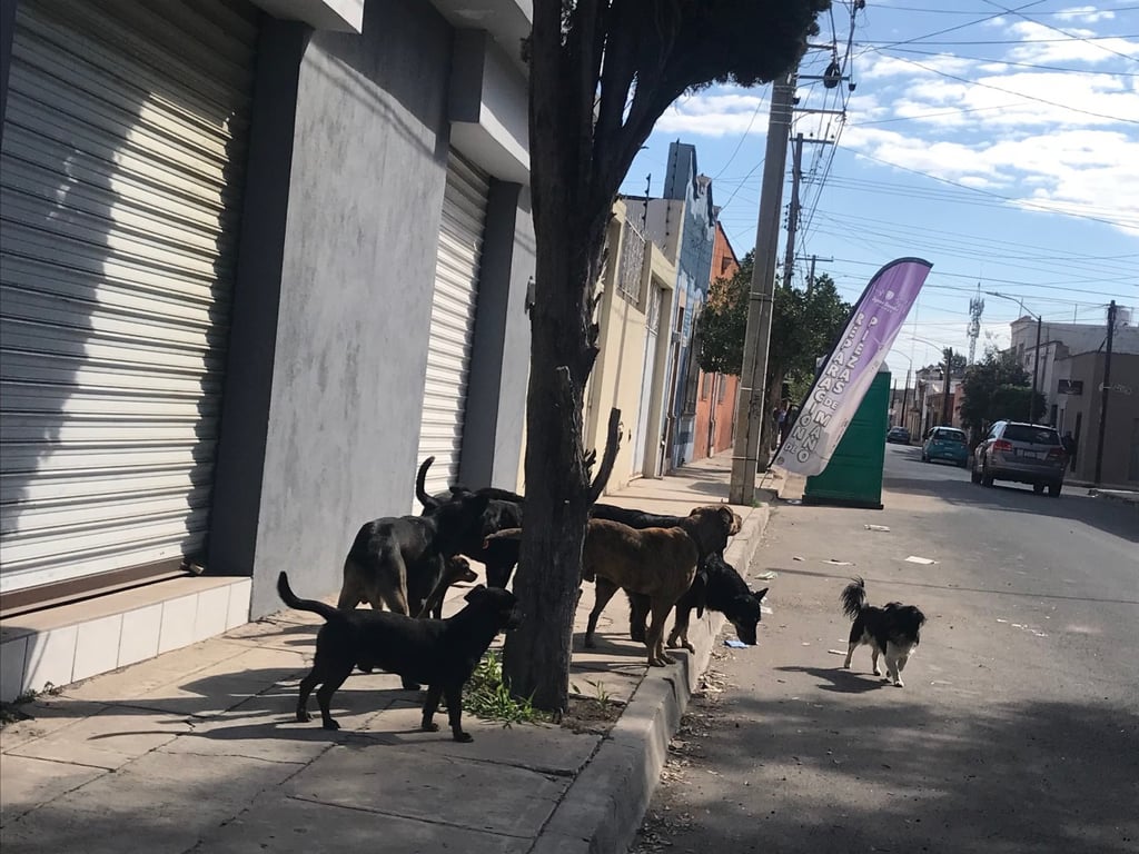 Aumenta cantidad de perros callejeros en Durango