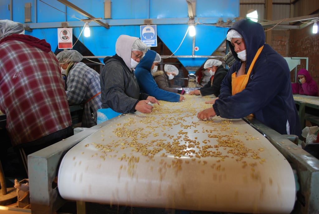 Exigen precio piso de 20 pesos para el frijol en Durango