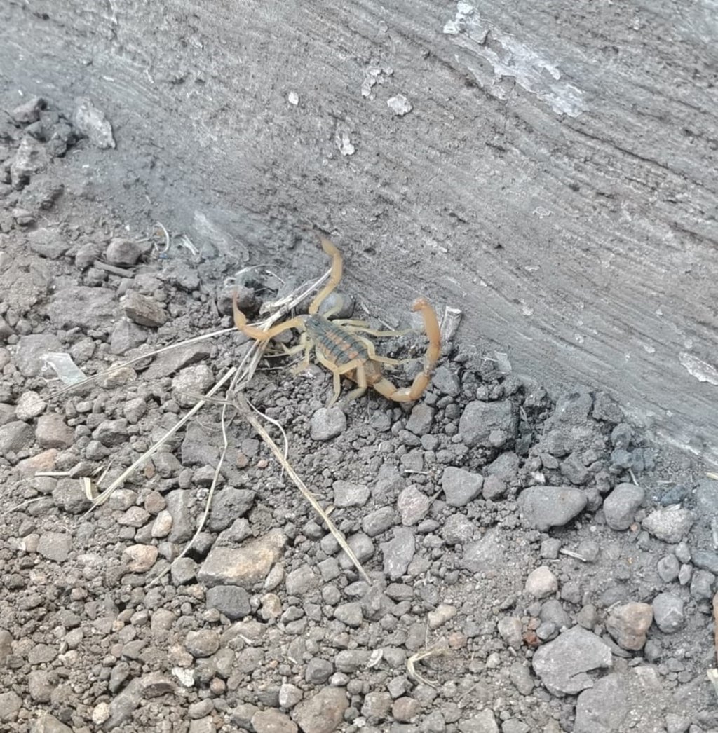 Rebasan los 7 mil ataques de alacrán en Durango