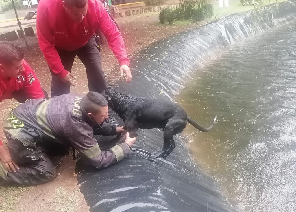 Rescatan a perrito que cayó al lago del Parque Guadiana