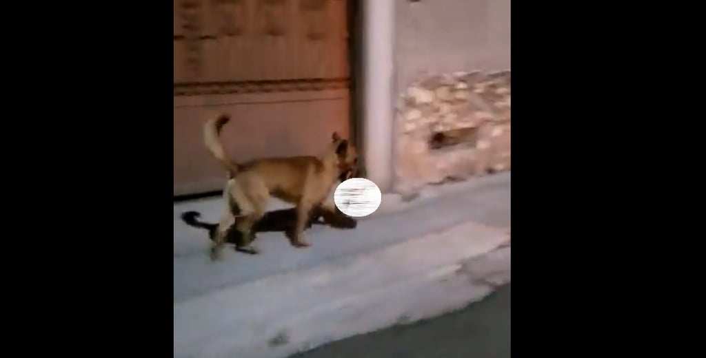 Once horas después, recuperan cabeza humana que llevaba un perro de Zacatecas