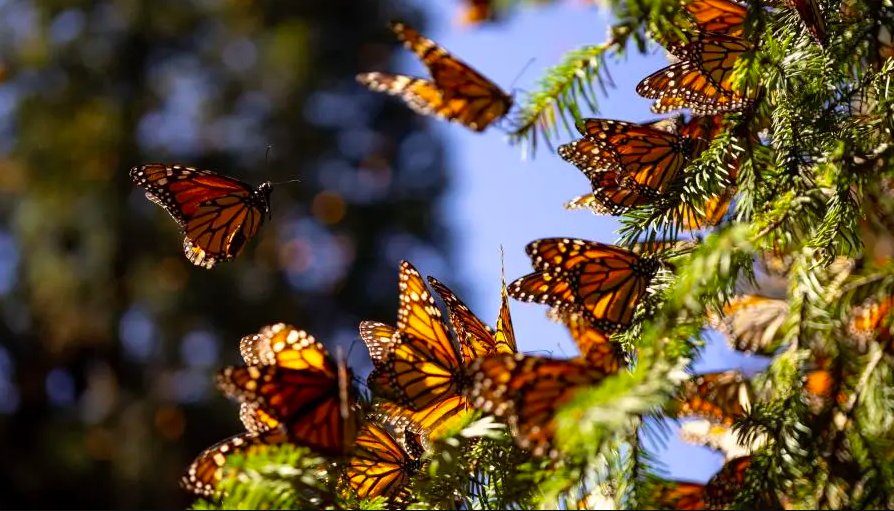 Empieza a llegar la mariposa monarca a México para su periodo de hibernación