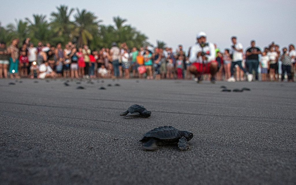 Liberan a cientos de crías de tortugas marinas en playa de Chiapas