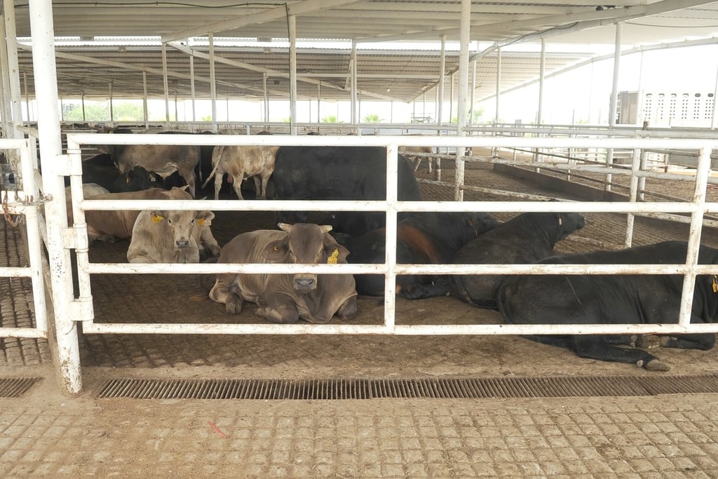 Durango ha exportado 102 mil 234 bovinos en pie