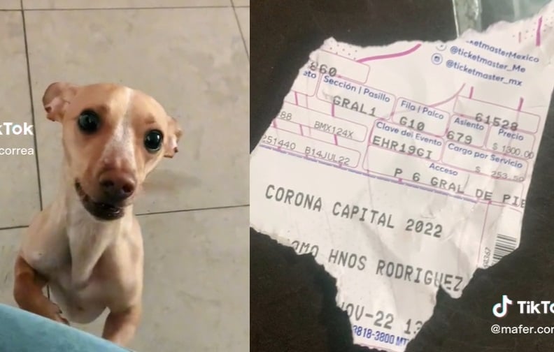 ¿Qué pasa si tu mascota rompe tus boletos para el Corona Capital? Ticketmaster responde