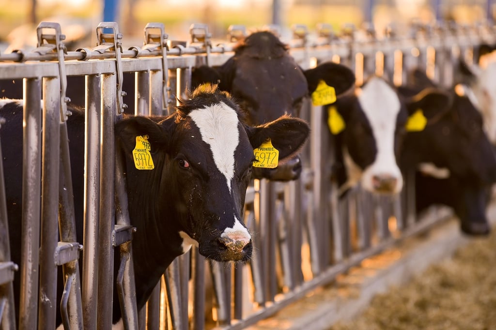 Durango enfila buen cierre en producción de leche de vaca