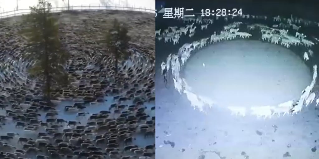 ¿Por qué están apareciendo animales caminando en círculos? Difunden más videos del fenómeno
