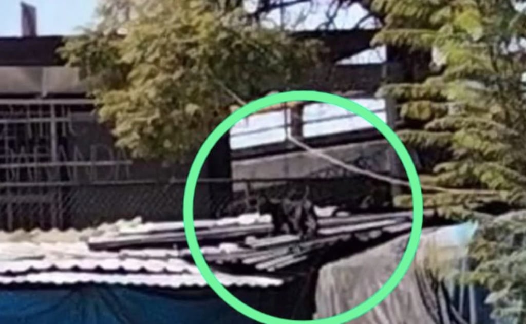 Video. 'La pantera se estaba peleando con un gato'; comerciante de Tacuba que vio al felino