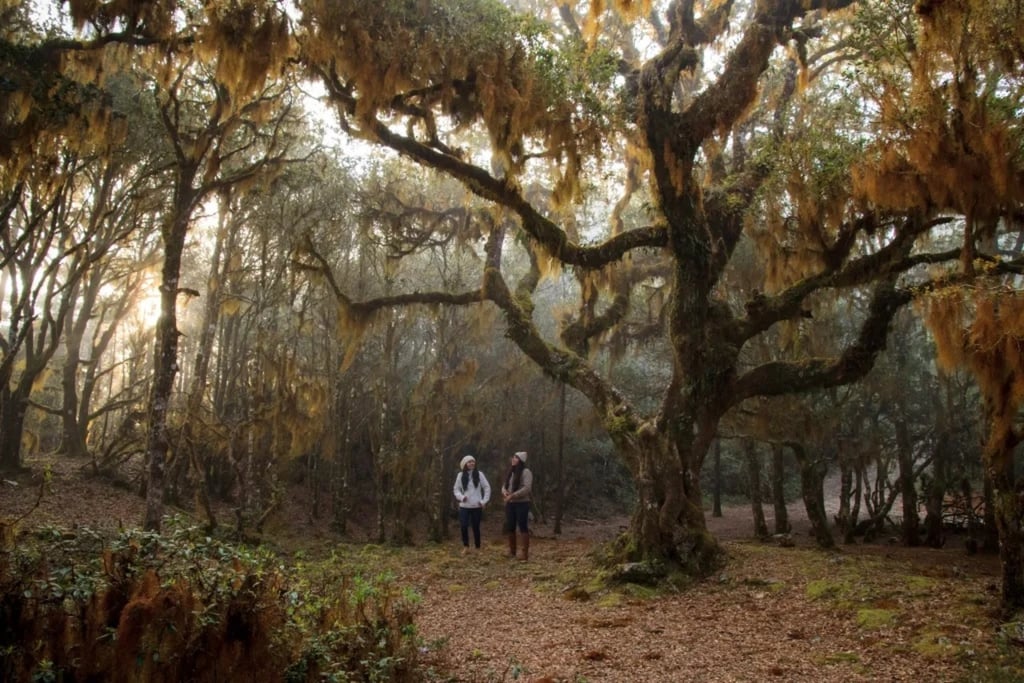 Opciones de viaje para pasar fiestas decembrinas