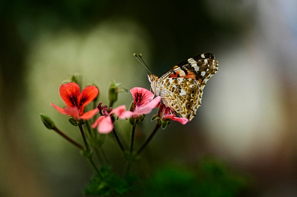 Las mariposas migratorias tienen mayor diversidad genética, según un estudio