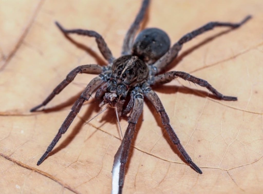 Por ponzoña, van 687 intoxicados en Durango