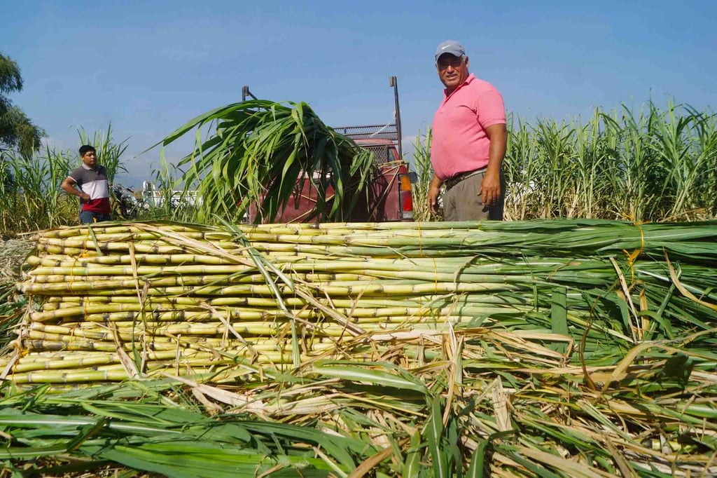 Promueve México protección y mejoramiento de vegetales