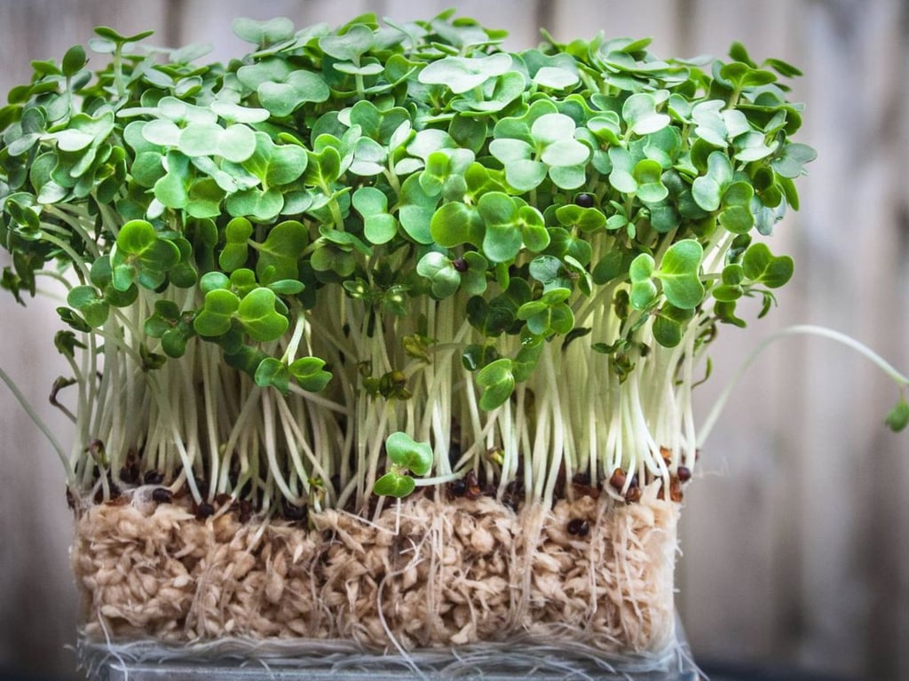 ¿Por qué es recomendable consumir berros?