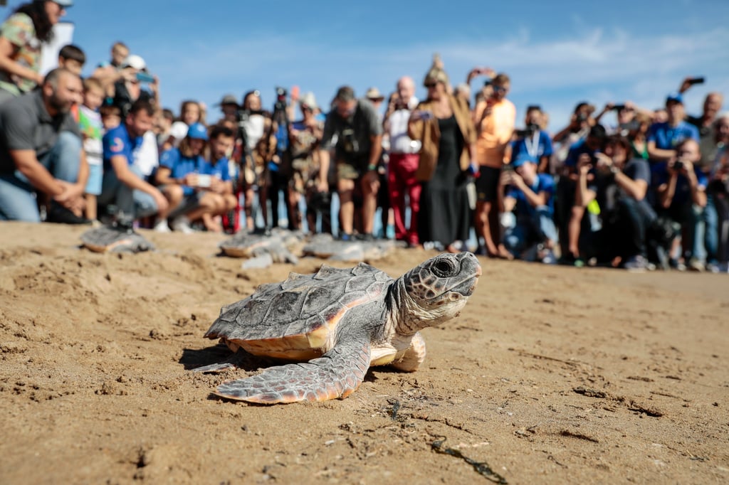 Casi un millón de crías de tortuga fueron liberadas en Cancún en 2022