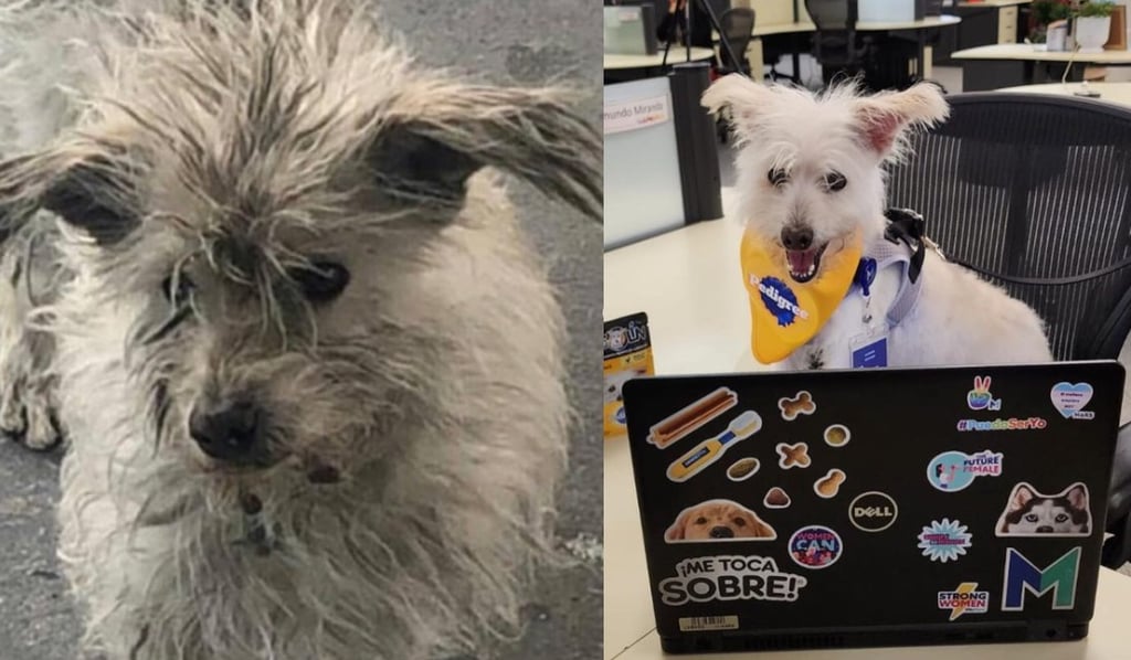 'Gasolin', el perro que pasó de vivir en la calle a ser una celebridad