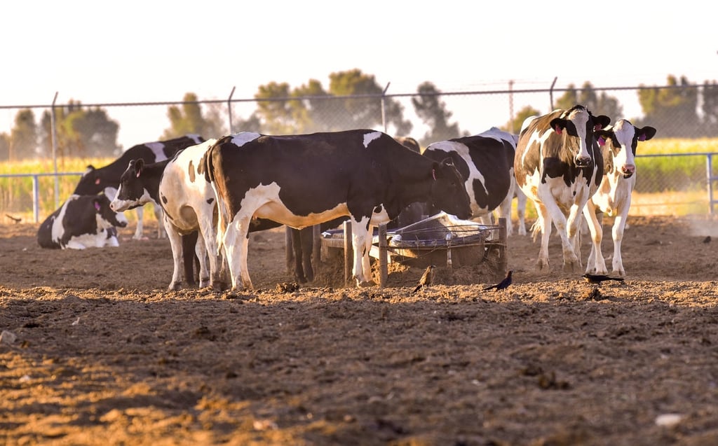 Durango produjo más de mil 359 millones de litros de leche de enero a noviembre