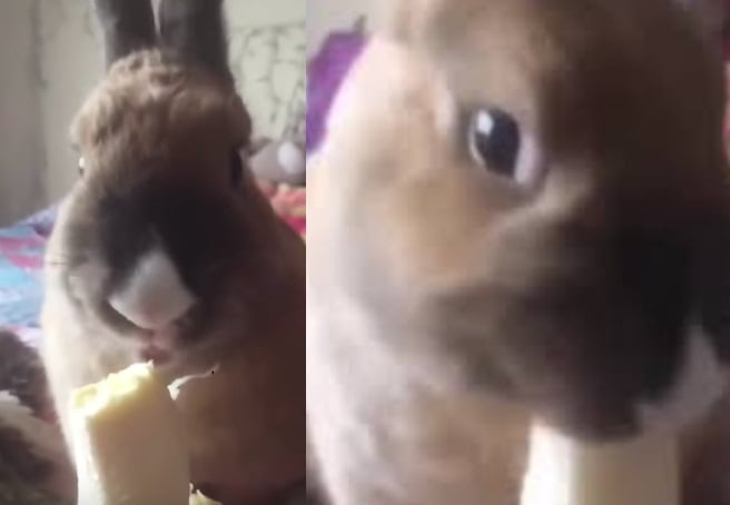 ¿Ya no habrá más 'día del plátano'? Reportan en redes muerte de 'Canelita'