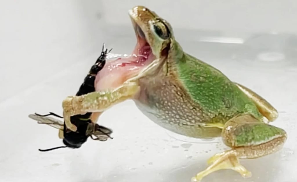 De este modo la avispa macho se defiende de sus depredadores