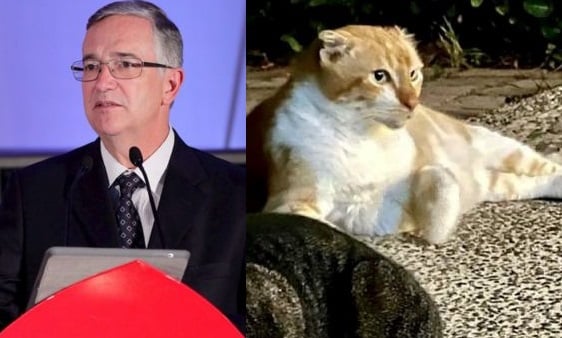 Salinas Pliego anuncia que su gatito 'Horacio' tiene cáncer terminal