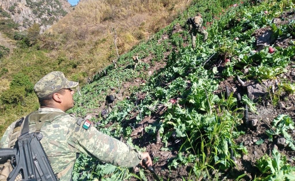 Ejército Mexicano aseguró más de mil plantíos de amapola y marihuana en Durango