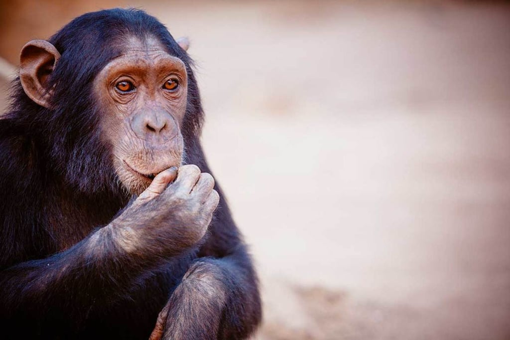Chimpancés adolescentes, menos impulsivos que humanos