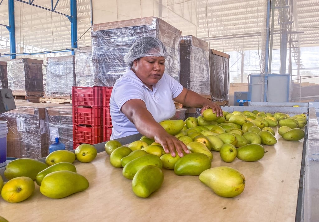 México, 5° lugar en la producción de mango