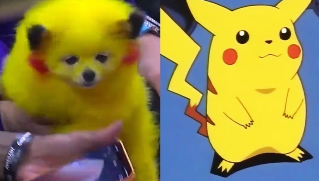 Pintan a perro como Pikachu para llevarlo a partido de la NBA
