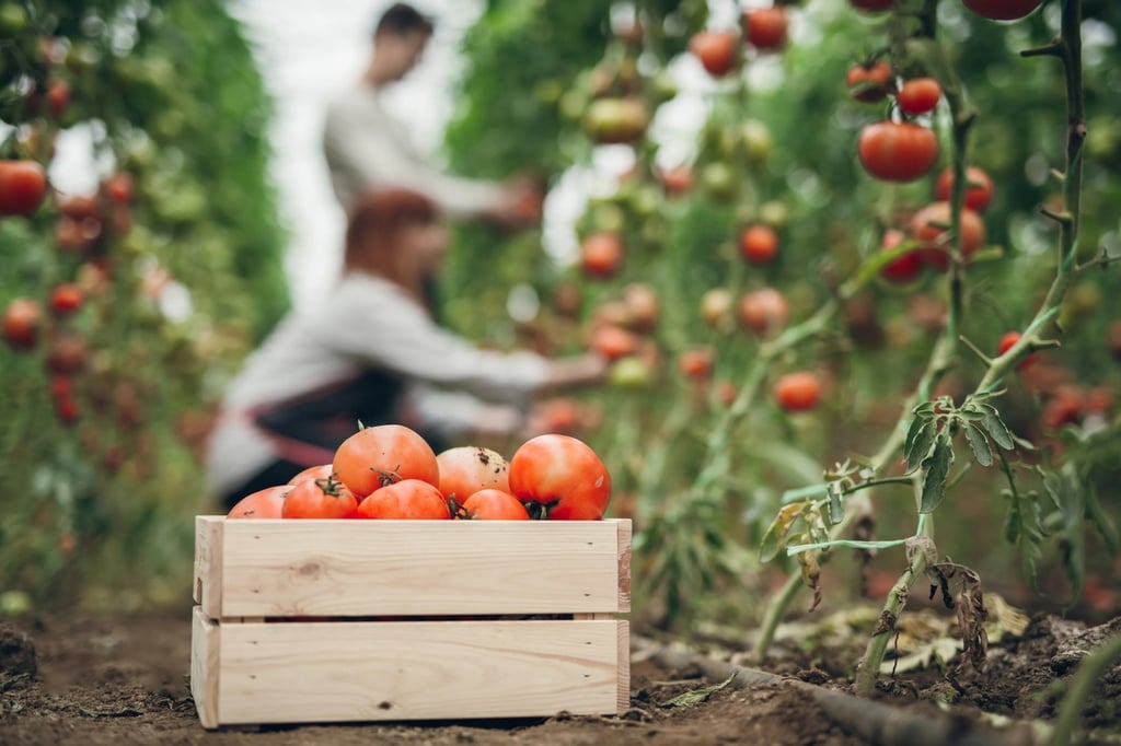 Por qué debes cultivar plantas