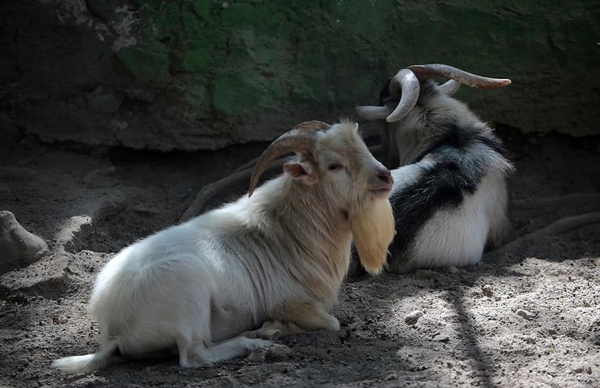 Despiden a director de zoológico en Guerrero por desaparecer y cocinar animales