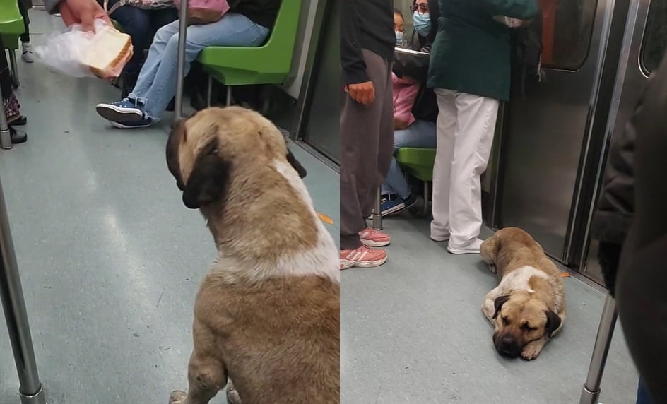 Perro 'rebelde' se adueña del Metro en CDMX y policías no pueden con él