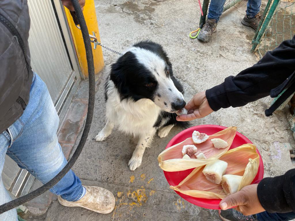 VIRAL: Guardería para perritos celebra el tradicional Día de la Candelaria con tamales