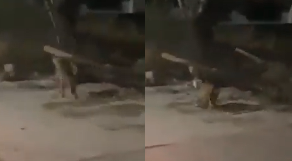 Reportan estable, pero delicado, al puma rescatado en carretera a Parral