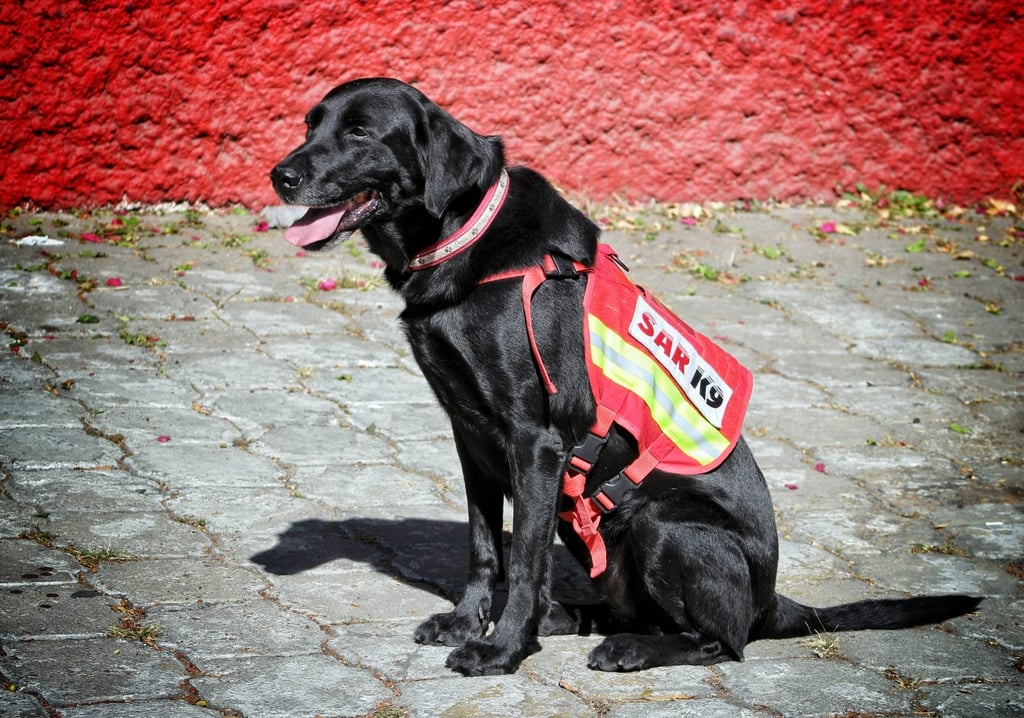 Estos son los perritos rescatistas mexicanos que apoyarán en Turquía tras el terremoto