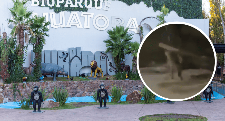 Reportan la muerte del puma rescatado en Durango