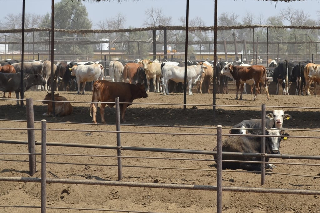 Durango reporta primeras 10 mil toneladas de carne de bovino