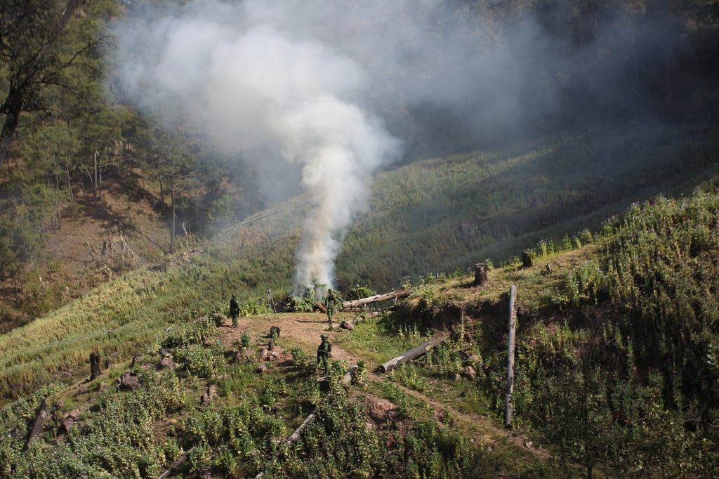 Destruyen plantíos de amapola y marihuana en Sinaloa