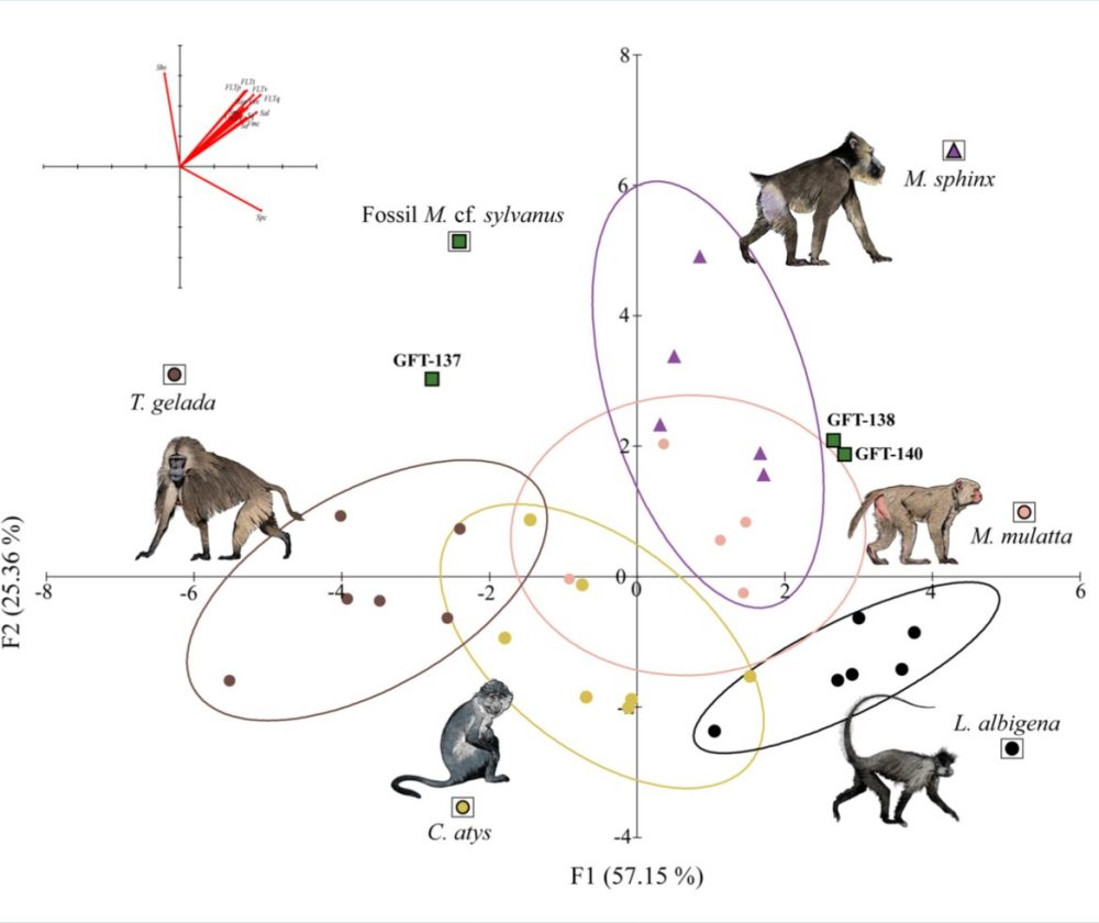 Reconstruyen por primera vez la dieta de un macaco fósil en África