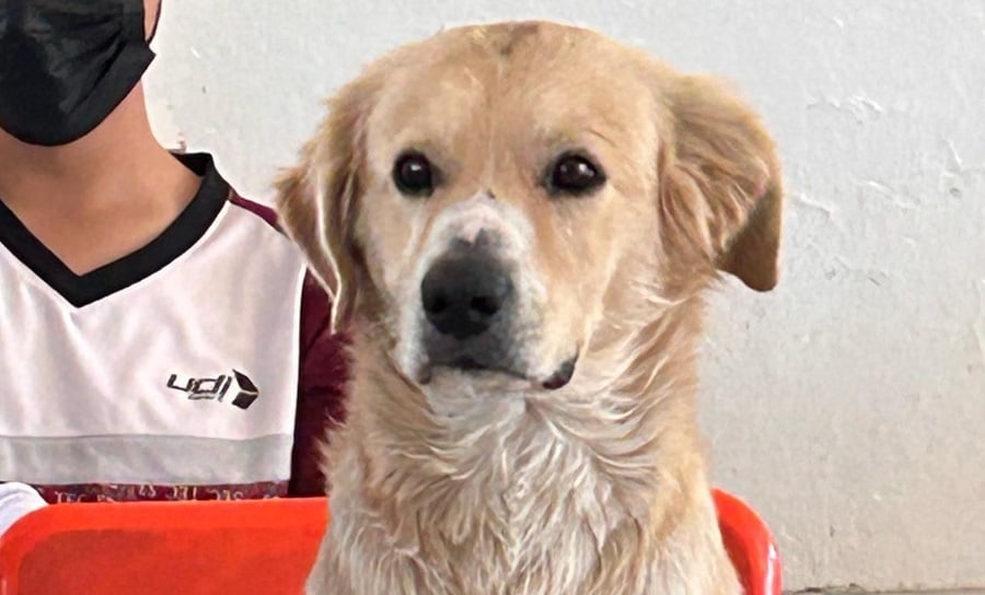 'Nacho', el perrito que 'toma clases' en secundaria de Durango