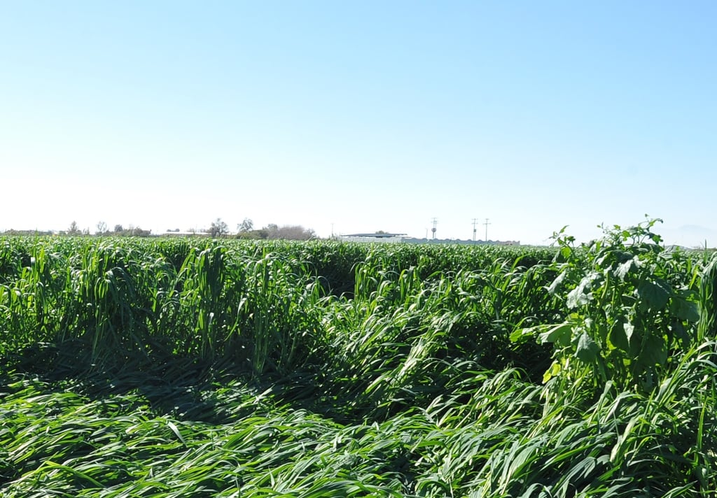 Durango espera producción de 652 mil toneladas de avena forrajera
