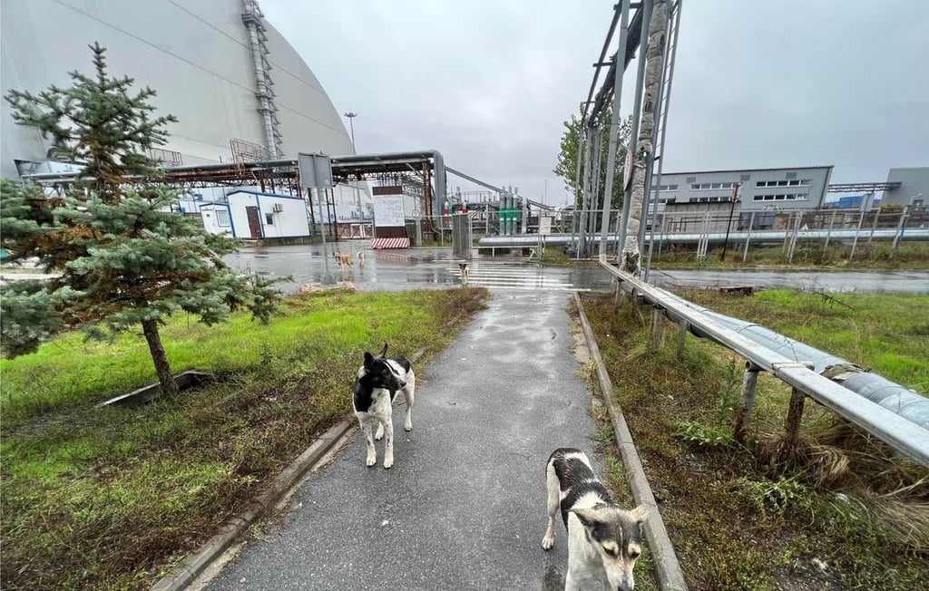 Los perros de Chernóbil podrían ser genéticamente distintos por la radiación