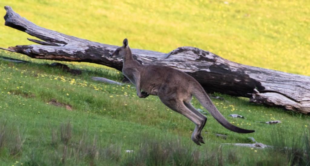 Descubren fósiles de águila que podía cazar canguros en Australia