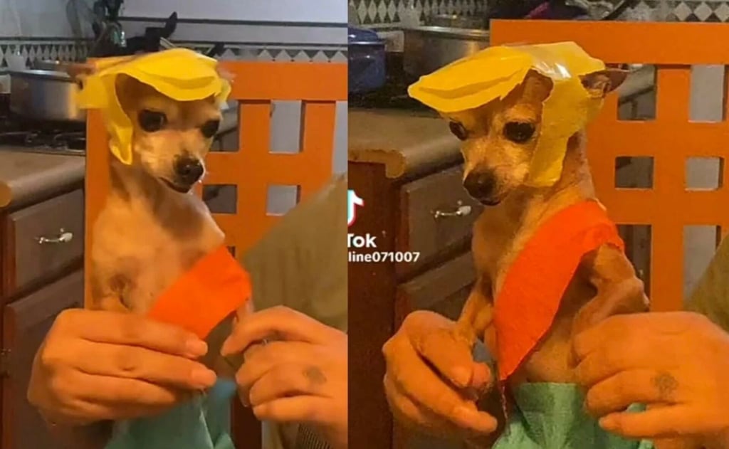 TikTok: Perro chihuahua conmueve bailando como Medio Metro al ritmo del Sonido Pirata