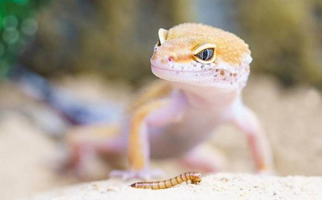 ¿Quieres un animal exótico en casa?