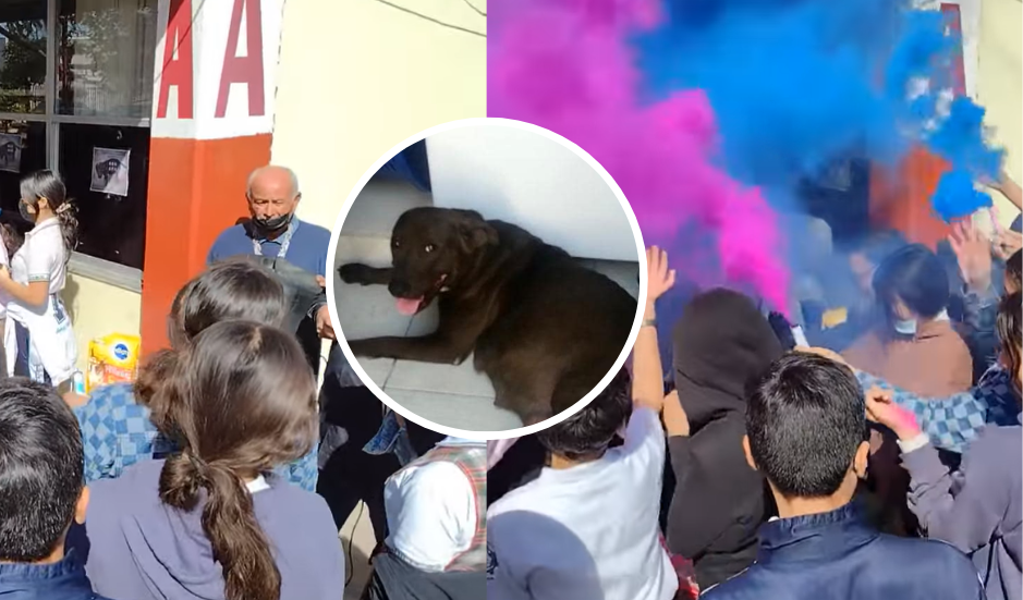 VIDEO: alumnos adoptan a perrita embarazada y le realizan baby shower 