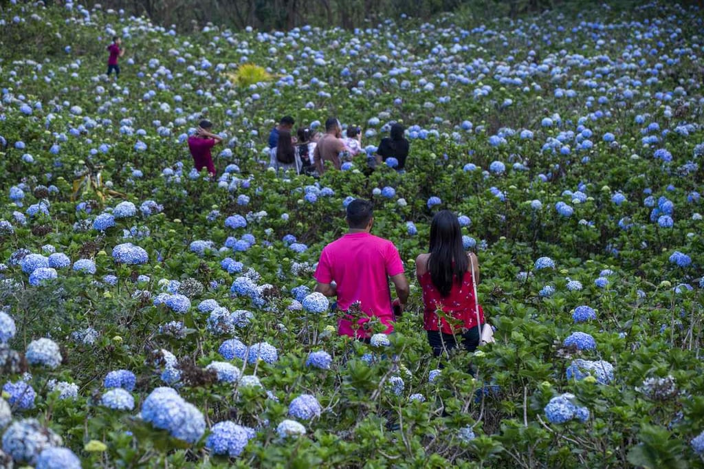 Llega 'El Campo de las Mil Flores'