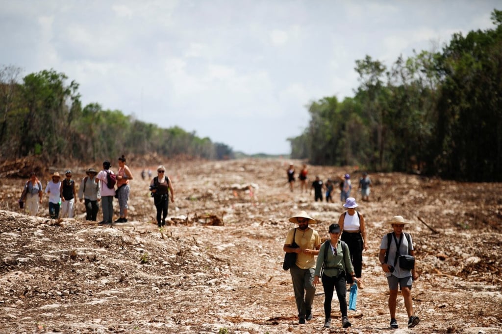 Denuncian intento de destruir manglar por el Tren Maya