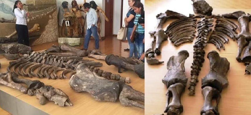 ¿De qué criatura son los enormes restos encontrados en Ecuador? Pensaban que eran de un 'gigante'