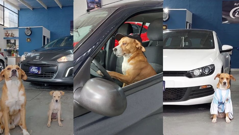 Empresa promociona sus vehículos de la mano de Tomi y Pili; buscan fomentar la adopción